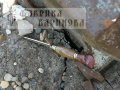 Нож Финка НКВД-1 (сталь 95х18) рукоять орех. 3